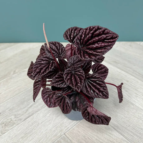 Peperomia Caperata Red Luna, 25 cm, planta de interior compacta, cu frunze rosii visinii