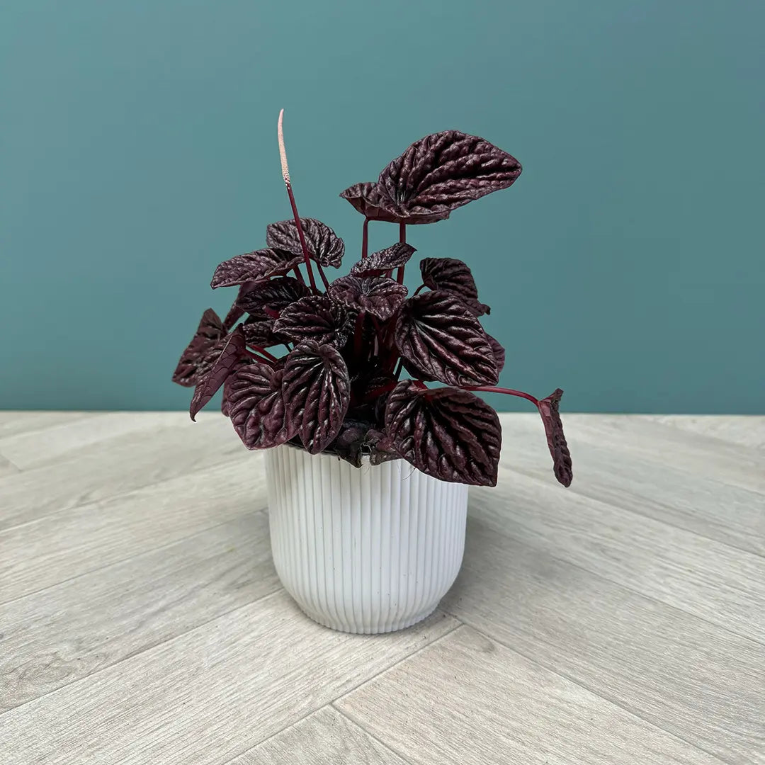 Peperomia Caperata Red Luna, 25 cm, planta de interior compacta, cu frunze rosii visinii