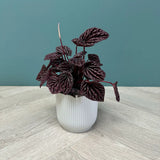 Peperomia Caperata Red Luna, 25 cm, planta de interior compacta, cu frunze rosii visinii