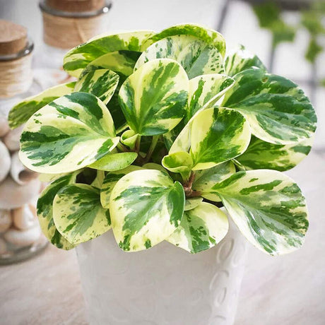 Planta de Cauciuc (Peperomia Variegata), planta de interior cu frunze variegate carnoase - 20 cm