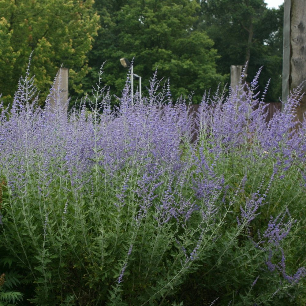 Salvie Ruseasca Blue Spire, cu spicuri albastre parfumate, frunzis argintiu aromat, rezistenta seceta, inflorire lunga si bogata