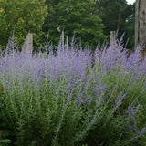 Salvie Ruseasca Blue Spire, cu spicuri albastre parfumate, frunzis argintiu aromat, rezistenta seceta, inflorire lunga si bogata