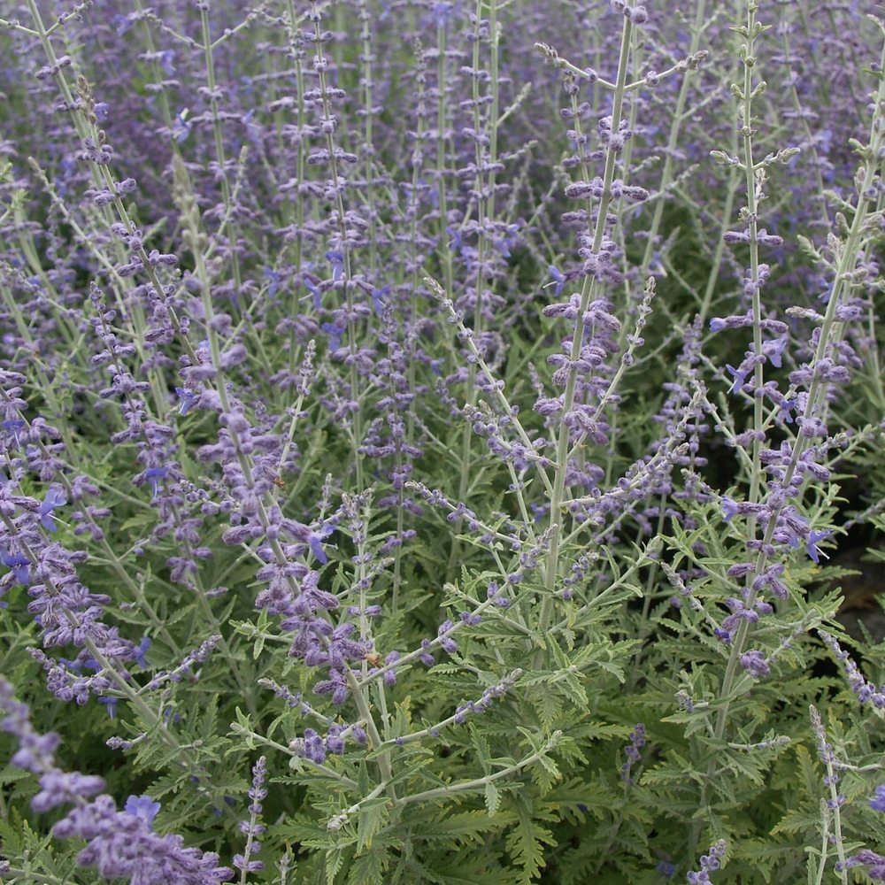 Salvie Ruseasca Blue Spire, cu spicuri albastre parfumate, frunzis argintiu aromat, rezistenta seceta, inflorire lunga si bogata