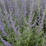 Salvie Ruseasca Blue Spire, cu spicuri albastre parfumate, frunzis argintiu aromat, rezistenta seceta, inflorire lunga si bogata