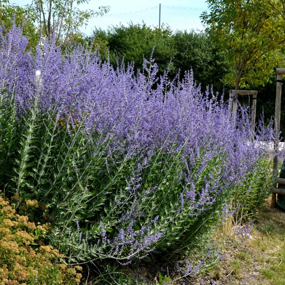 Salvie Ruseasca Blue Spire, cu spicuri albastre parfumate, frunzis argintiu aromat, rezistenta seceta, inflorire lunga si bogata