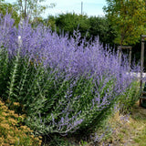 Salvie Ruseasca Blue Spire, cu spicuri albastre parfumate, frunzis argintiu aromat, rezistenta seceta, inflorire lunga si bogata