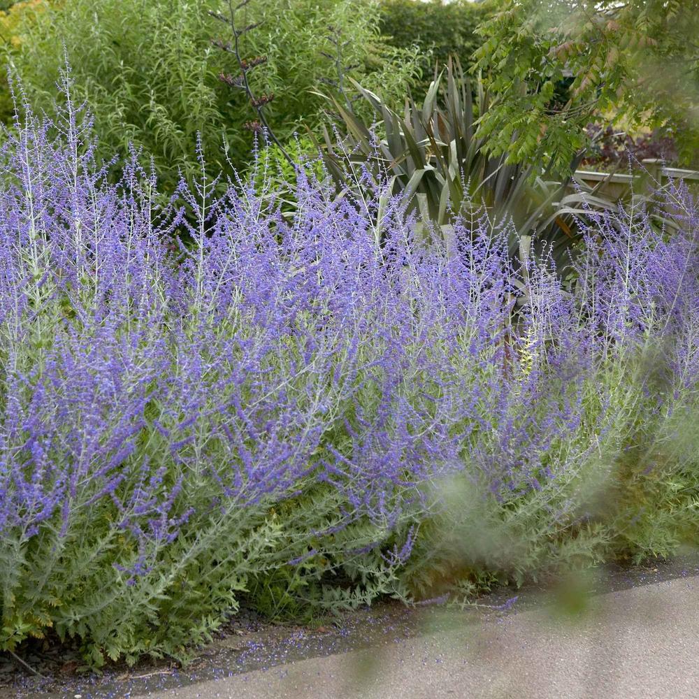 Salvie Ruseasca Blue Spire, cu spicuri albastre parfumate, frunzis argintiu aromat, rezistenta seceta, inflorire lunga si bogata