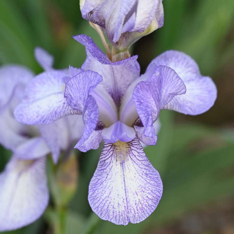 Iris Germanica (Stanjenel) Petite Monet, cu flori flori violet pal cu striatii albastre parfumate, crestere rapida, bulb plantat in ghiveci