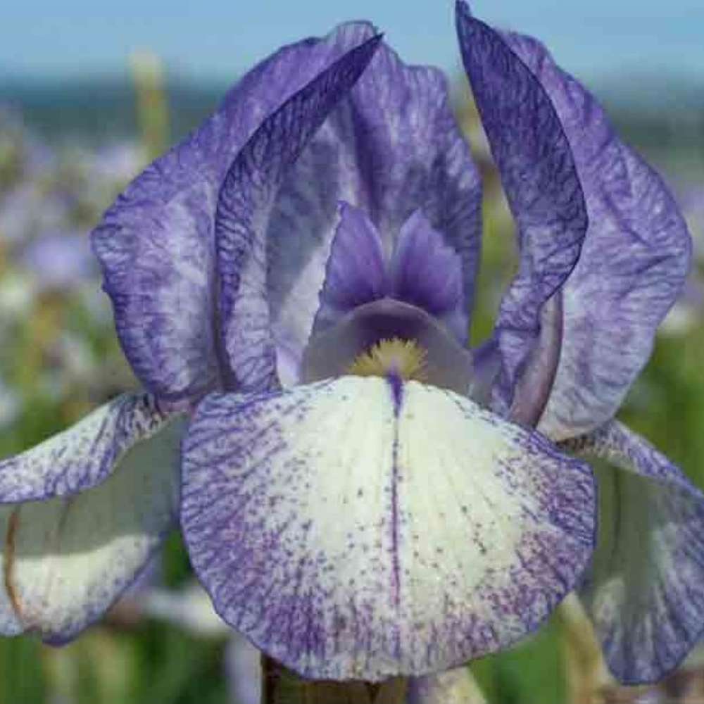 Iris Germanica (Stanjenel) Petite Monet, cu flori flori violet pal cu striatii albastre parfumate, crestere rapida, bulb plantat in ghiveci