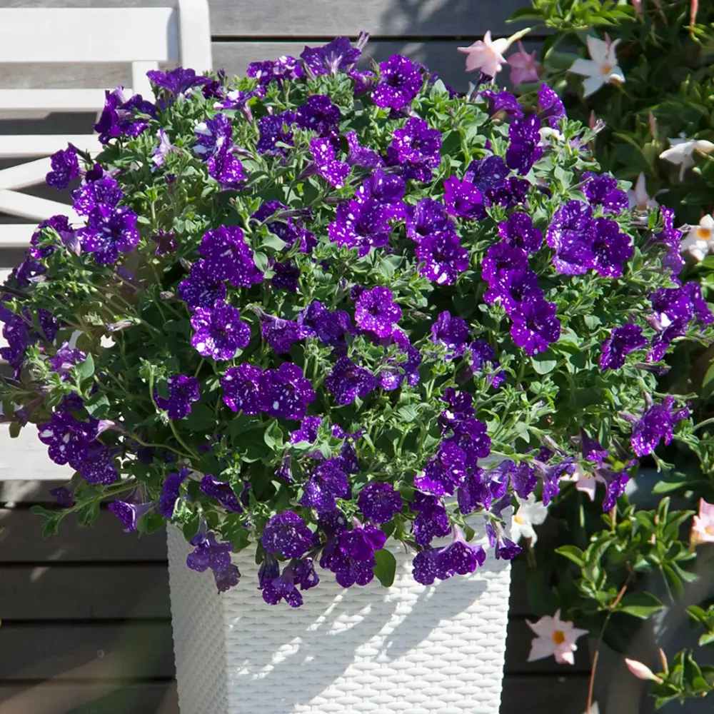Petunia Sky - Night