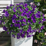 Petunia Sky - Night