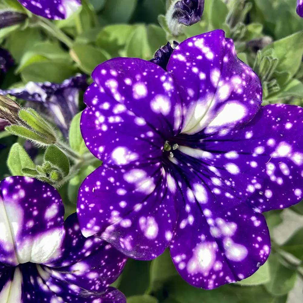 Petunia Sky - Night
