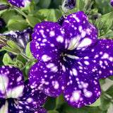 Petunia Sky - Night
