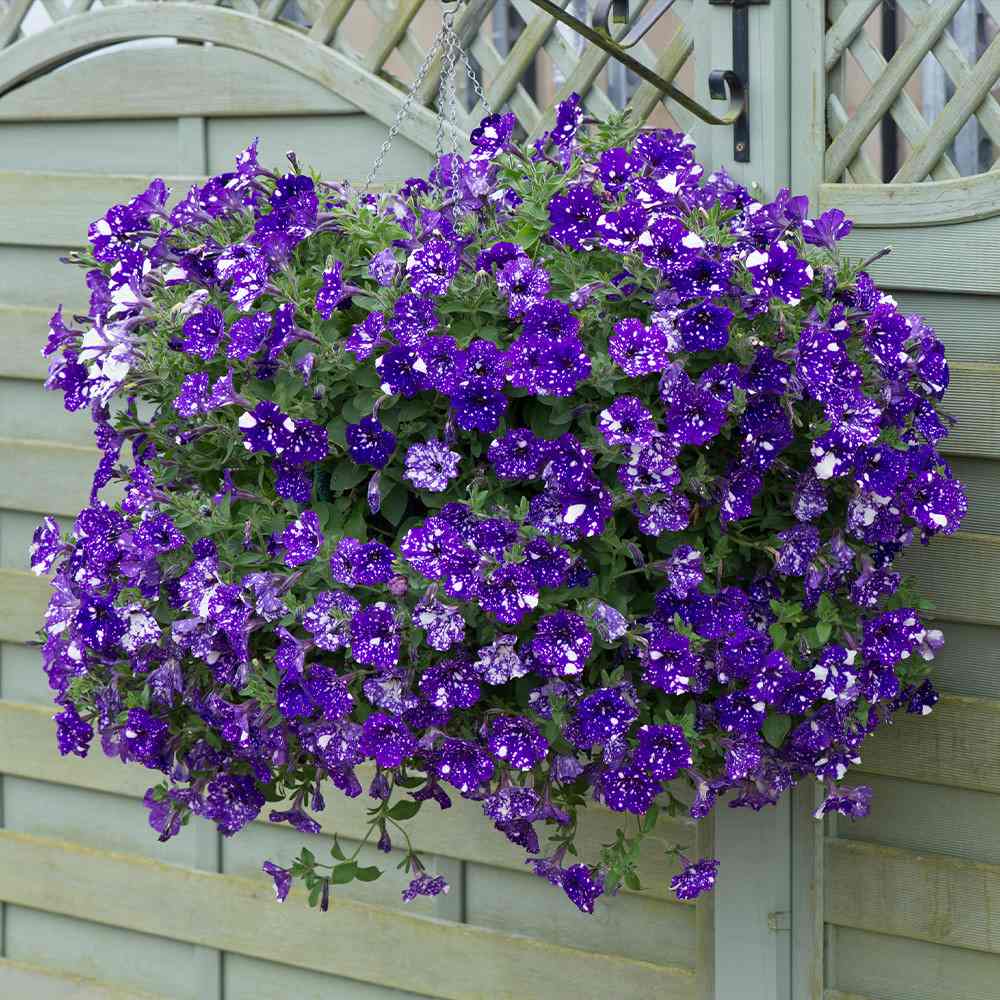 Petunia Sky - Night
