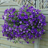 Petunia Sky - Night