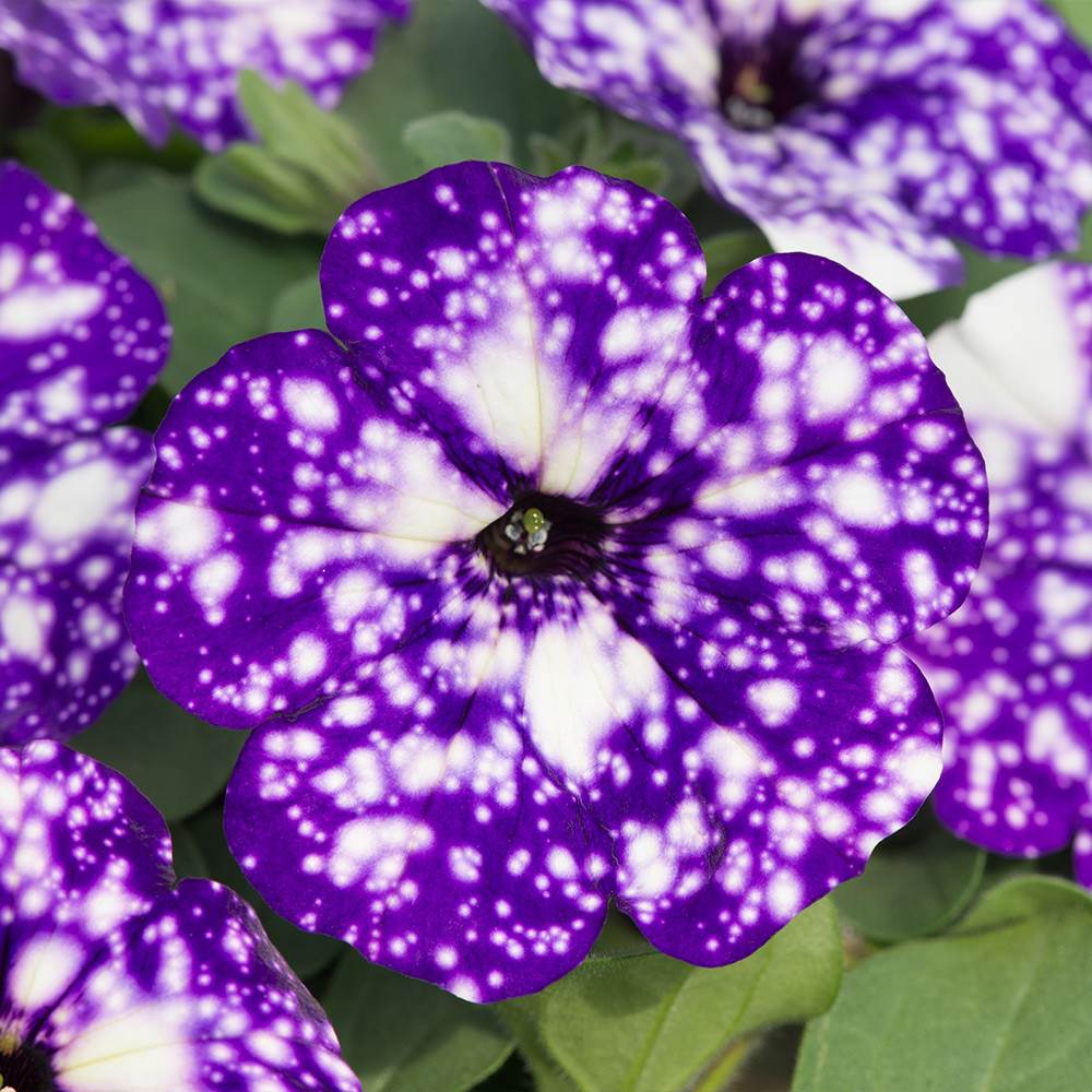 Petunia Sky - Night
