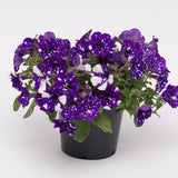 Petunia Sky - Night