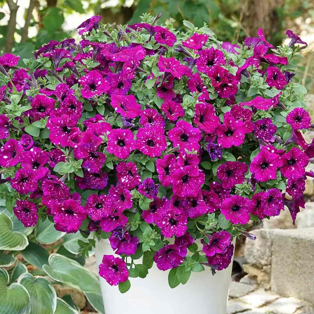 Petunia Royal Sky, cu flori violet si pete albe, inflorire continua