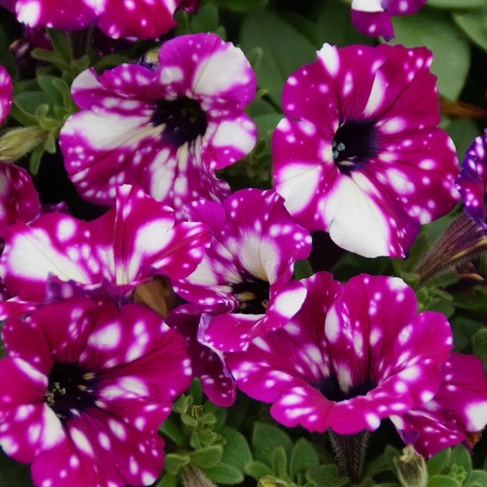 Petunia Royal Sky, cu flori violet si pete albe, inflorire continua