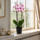 Orhidee (Phalaenopsis) Anthura Washington, 75 cm, planta de interior cu flori elegante roz-pal si inflorire de lunga durata