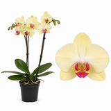 Orhidee (Phalaenopsis) Desert Breeze, 50 cm, planta de interior cu flori exotice galbene si inflorire de lunga durata