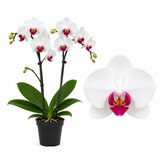 Orhidee (Phalaenopsis) Elegant Cascade White, 45 cm, planta de interior, flori albe si centru rosu