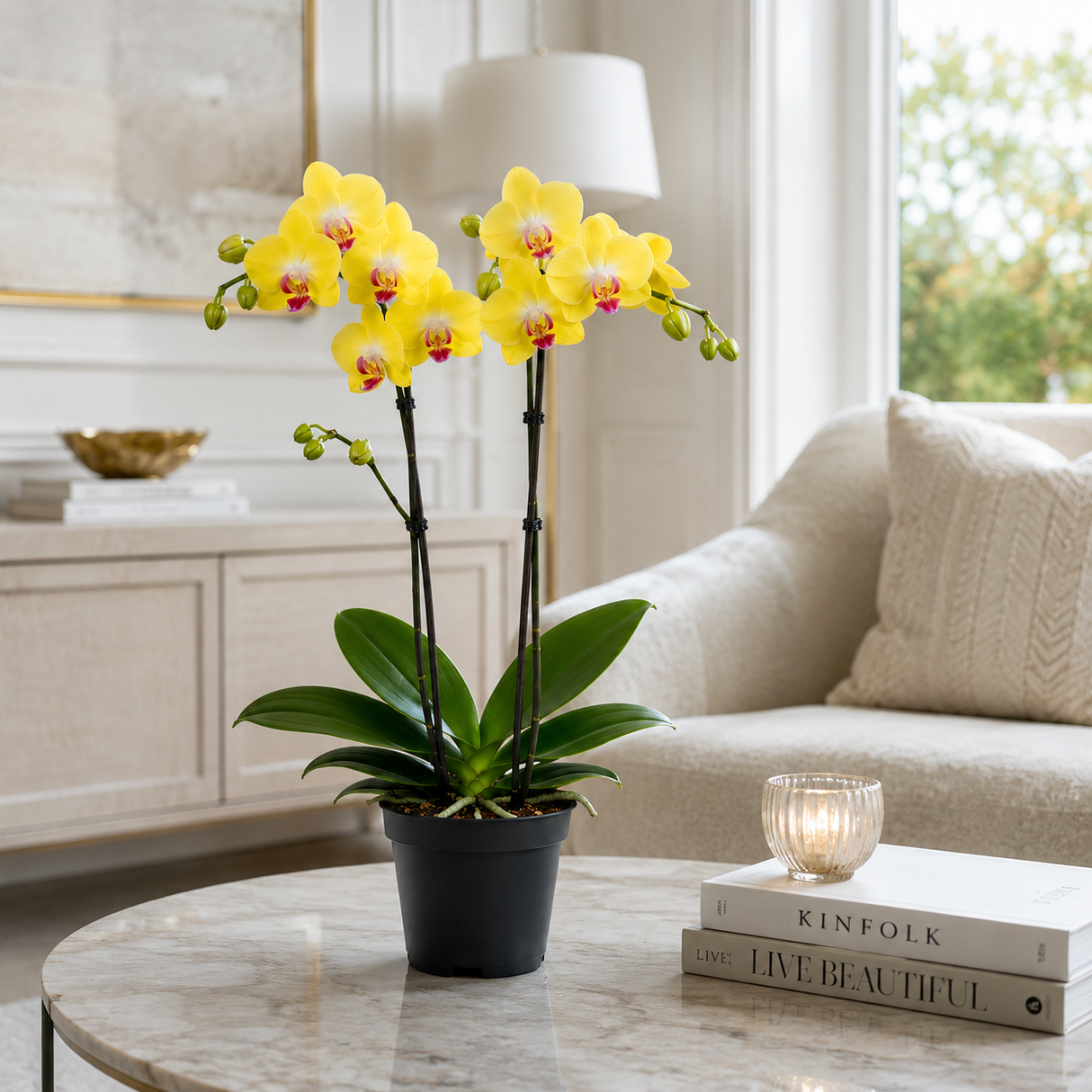 Orhidee (Phalaenopsis) Elegant Cascade Yellow, 45 cm, planta de interior cu flori galbene, inflorire de lunga durara