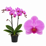 Orhidee (Phalaenopsis) Pink, 90 cm, planta de interior cu flori roz elegante si inflorire de lunga durata
