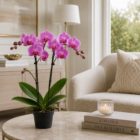 Orhidee (Phalaenopsis) Pink, 90 cm, planta de interior cu flori roz elegante si inflorire de lunga durata