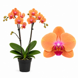 Orhidee (Phalaenopsis) Cascade Orange, 60 cm, cu flori cais-portocalii, planta de interior, inflorire de lunga durata