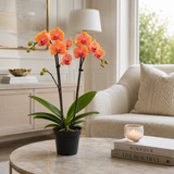 Orhidee (Phalaenopsis) Cascade Orange, 60 cm, cu flori cais-portocalii, planta de interior, inflorire de lunga durata