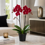 Orhidee (Phalaenopsis) Red, planta de interior cu flori rosii elegante si inflorire de durata
