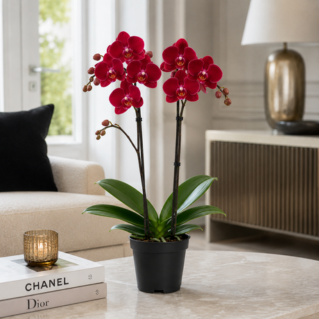 Orhidee (Phalaenopsis) Red, planta de interior cu flori rosii elegante si inflorire de durata