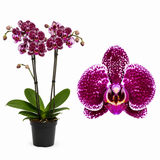 Orhidee (Phalaenopsis) Wildcat, 60 cm, planta de interior, flori patate mov-burgundiu, inflorire de durata
