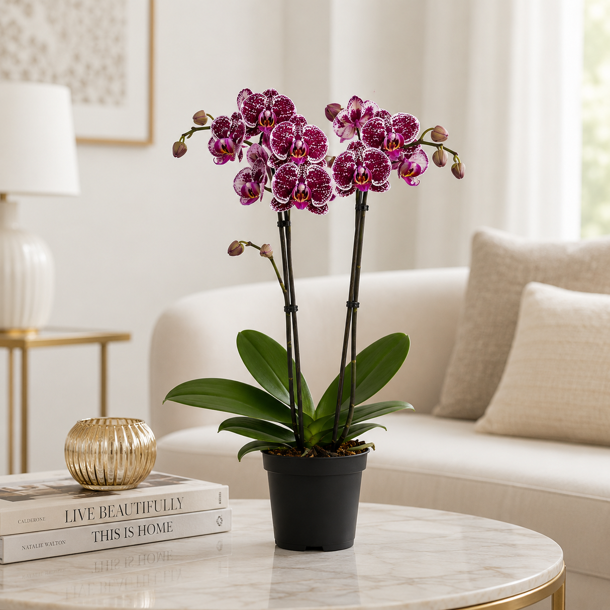 Orhidee (Phalaenopsis) Wildcat, 60 cm, planta de interior, flori patate mov-burgundiu, inflorire de durata