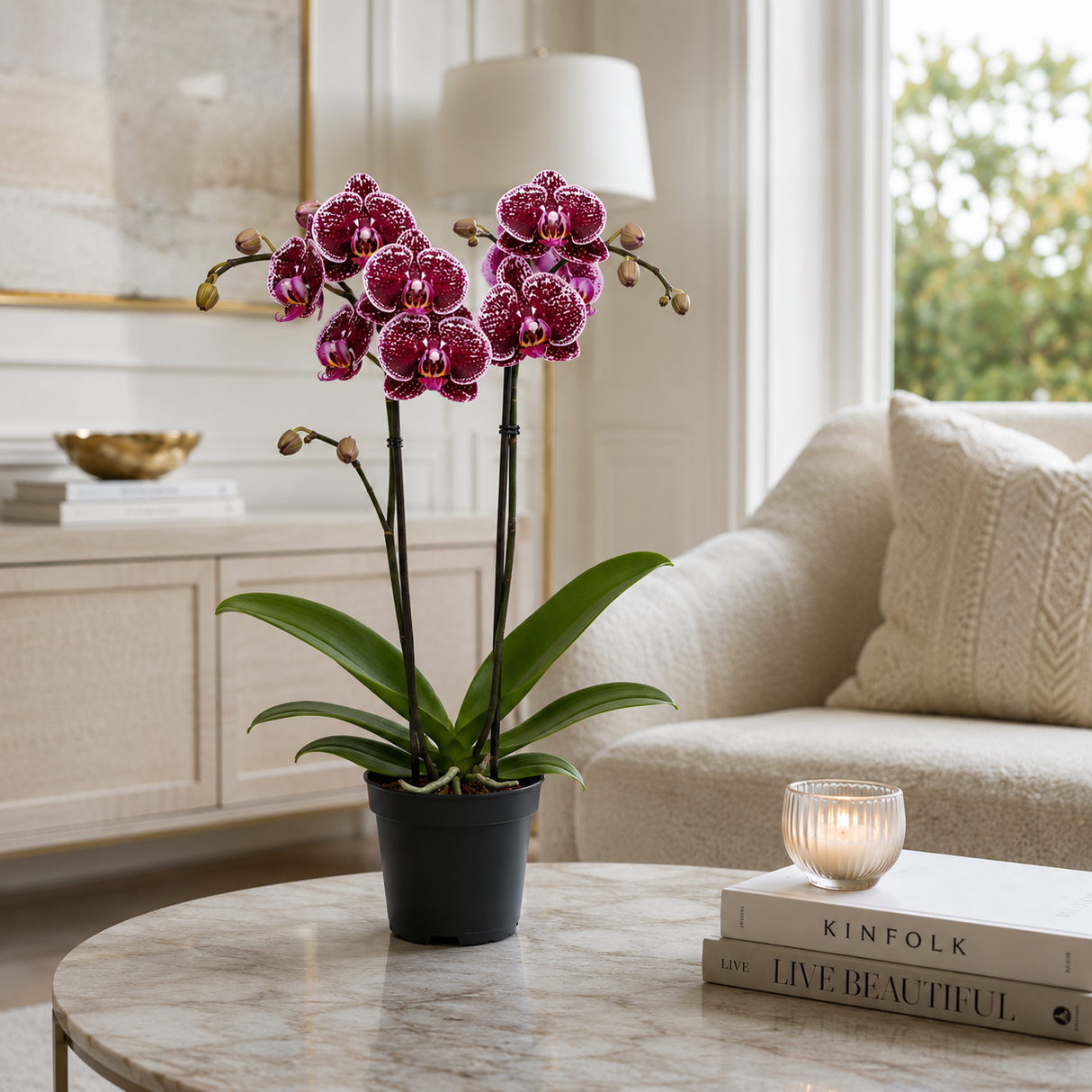Orhidee (Phalaenopsis) Eduction, 60 cm, planta de interior cu flori rosii patate cu alb, inflorire de lunga durata
