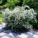 Lamaita Avalanche (Iasomie de gradina) Philadelphus, arbust flori albe duble, cu parfum de iasomie si floare de portocal