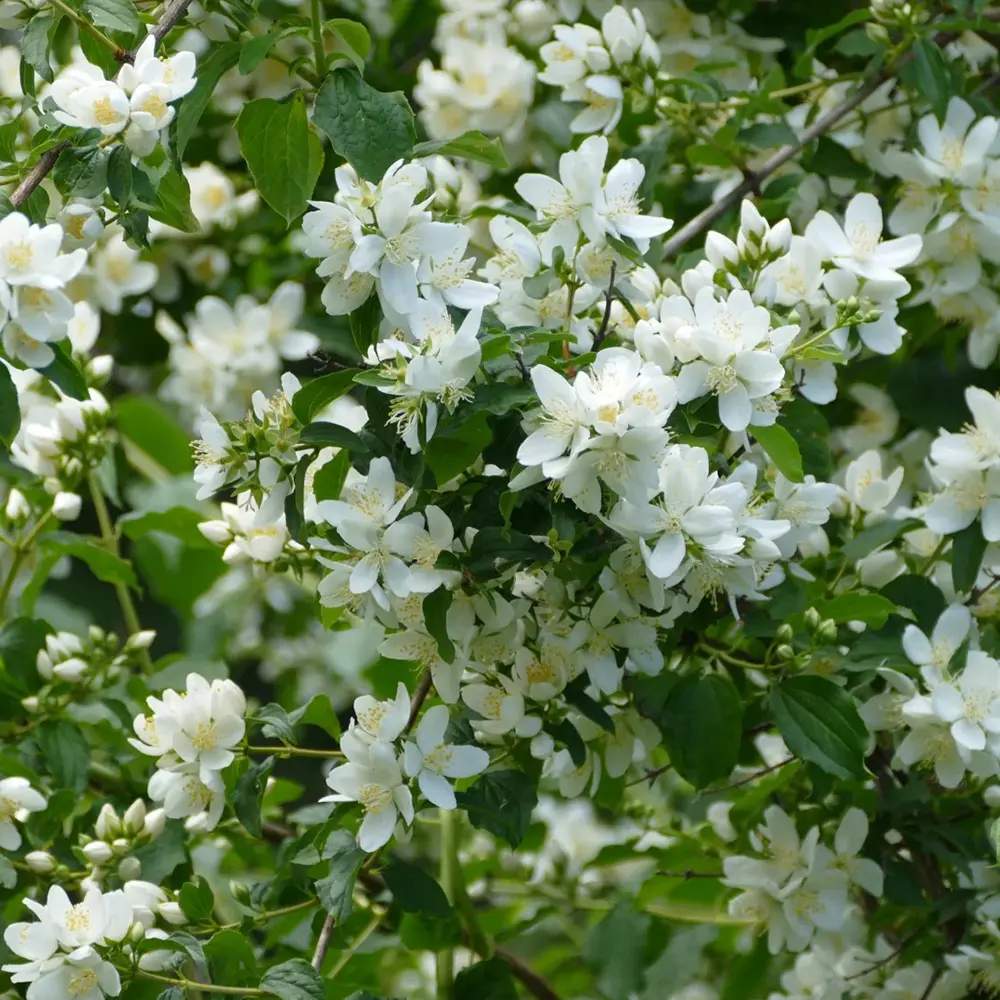 Lamaita Avalanche (Iasomie de gradina) Philadelphus, arbust flori albe duble, cu parfum de iasomie si floare de portocal