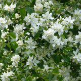 Lamaita Avalanche (Iasomie de gradina) Philadelphus, arbust flori albe duble, cu parfum de iasomie si floare de portocal
