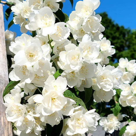 Lamaita Avalanche (Iasomie de gradina) Philadelphus, arbust flori albe duble, cu parfum de iasomie si floare de portocal