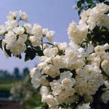 Lamaita Virginal (Iasomie de gradina) Philadelphus, arbust flori albe duble, cu parfum de iasomie si floare de portocal