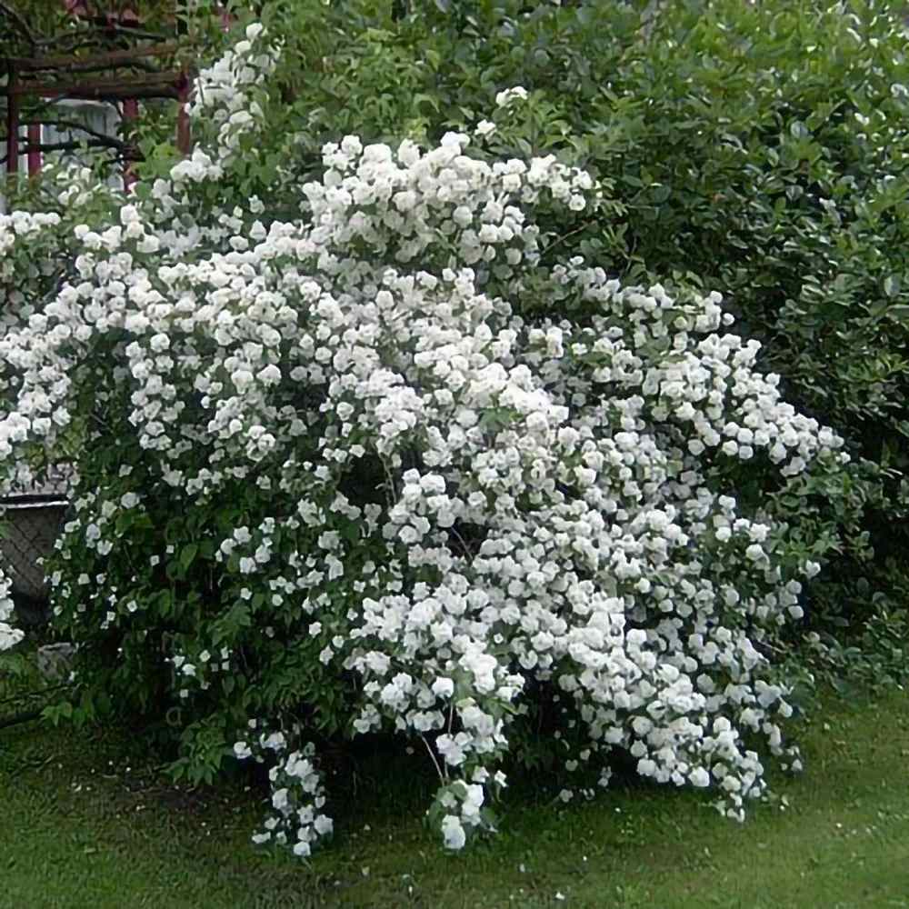Lamaita Virginal (Iasomie de gradina) Philadelphus, arbust flori albe duble, cu parfum de iasomie si floare de portocal