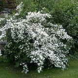 Lamaita Virginal (Iasomie de gradina) Philadelphus, arbust flori albe duble, cu parfum de iasomie si floare de portocal