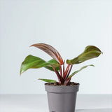 Philodendron Sunlight, 35-40 cm, planta de interior cu frunze rosii, usor de ingrijit, purifica aerul si aduce culoare casei tale