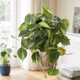 Philodendron Brasil, planta de interior curgatoare cu frunze verzi si galbene, decor tropical usor de ingrijit - 20/25 cm