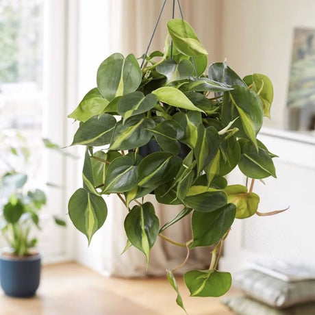 Philodendron Brasil, planta de interior curgatoare cu frunze verzi si galbene, decor tropical usor de ingrijit - 20/25 cm