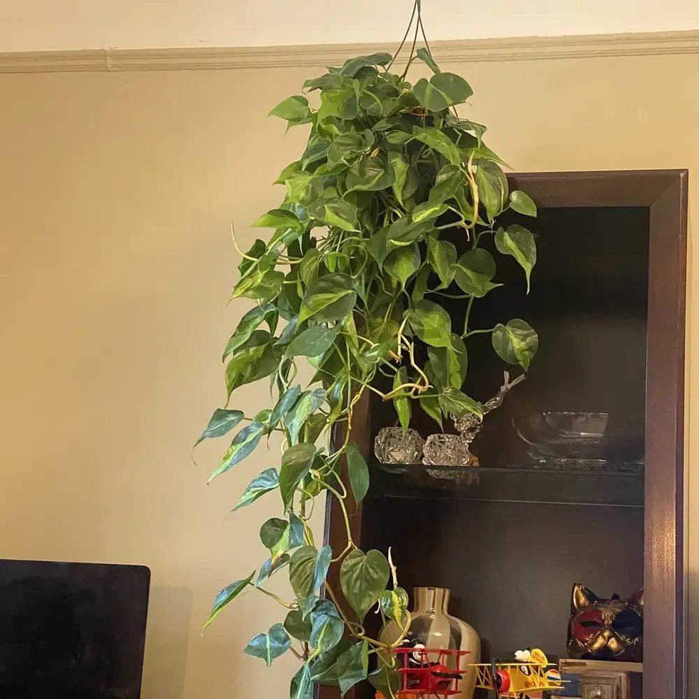 Philodendron Brasil, planta de interior curgatoare cu frunze verzi si galbene, decor tropical usor de ingrijit - 20/25 cm