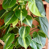 Philodendron Brasil (Cu Suport), planta de interior curgatoare cu frunze verzi si galbene, decor tropical usor de ingrijit - 90 cm
