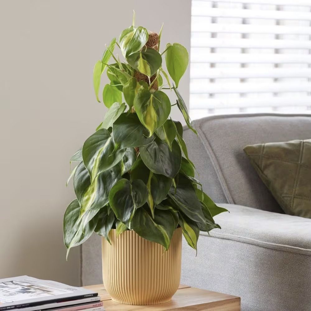 Philodendron Brasil (Cu Suport), planta de interior curgatoare cu frunze verzi si galbene, decor tropical usor de ingrijit - 90 cm