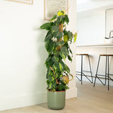Philodendron Brasil (Cu Suport), planta de interior curgatoare cu frunze verzi si galbene, decor tropical usor de ingrijit - 90 cm